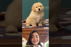 Pooja Hegde reacting a beautiful moments cute funny puppies 🐾💖 #62 #animals #cute #beautiful #shorts