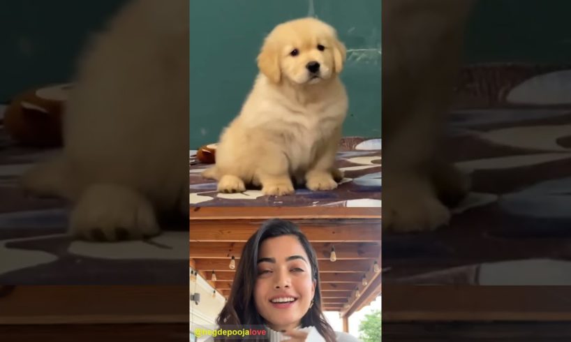 Pooja Hegde reacting a beautiful moments cute funny puppies 🐾💖 #62 #animals #cute #beautiful #shorts