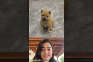 Pooja Hegde reacting a beautiful moments funny cute puppy 💖🐾🙏 #61 #animals #cute #shorts #beautiful