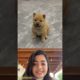 Pooja Hegde reacting a beautiful moments funny cute puppy 💖🐾🙏 #61 #animals #cute #shorts #beautiful