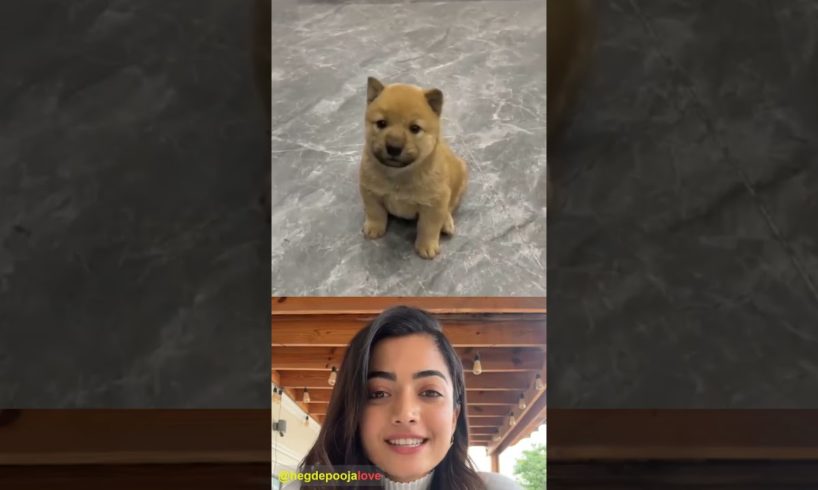 Pooja Hegde reacting a beautiful moments funny cute puppy 💖🐾🙏 #61 #animals #cute #shorts #beautiful