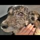 Poor DOG was so Happy To See me and  we Feed The Stray Dog Animal Rescue Video 2022