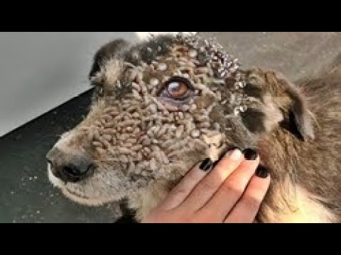 Poor DOG was so Happy To See me and  we Feed The Stray Dog Animal Rescue Video 2022