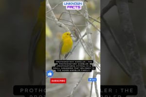 Prothonotary Warbler:  Songbird of Woodlands #shorts #animal #beautiful #the #life #english #like