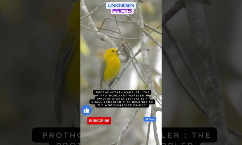 Prothonotary Warbler:  Songbird of Woodlands #shorts #animal #beautiful #the #life #english #like