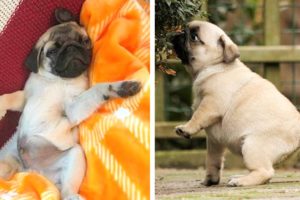 🥰Pug Funny And Cute Actions make Your Heart Flutter🐶|Cutest Puppies