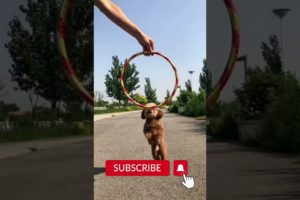Puppy Jumping through Ring 😎😂| Funny Puppies😂 | Cute Puppies 😍