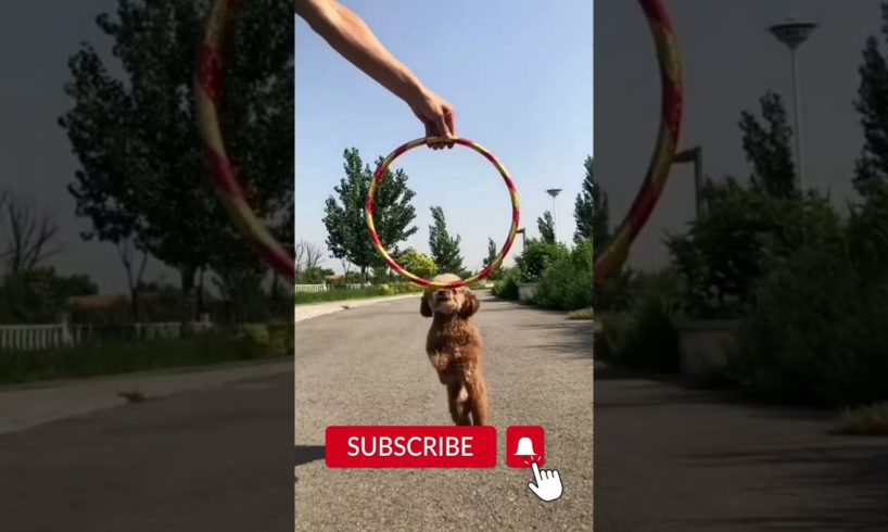 Puppy Jumping through Ring 😎😂| Funny Puppies😂 | Cute Puppies 😍