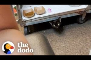 Rescue Cat Paws The Shelter Staff Whenever He Wants Pets | The Dodo