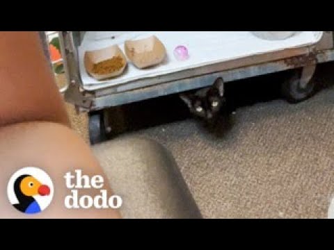 Rescue Cat Paws The Shelter Staff Whenever He Wants Pets | The Dodo