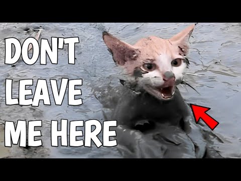 Rescue a Helpless Kitten that Fight for Survival 😭