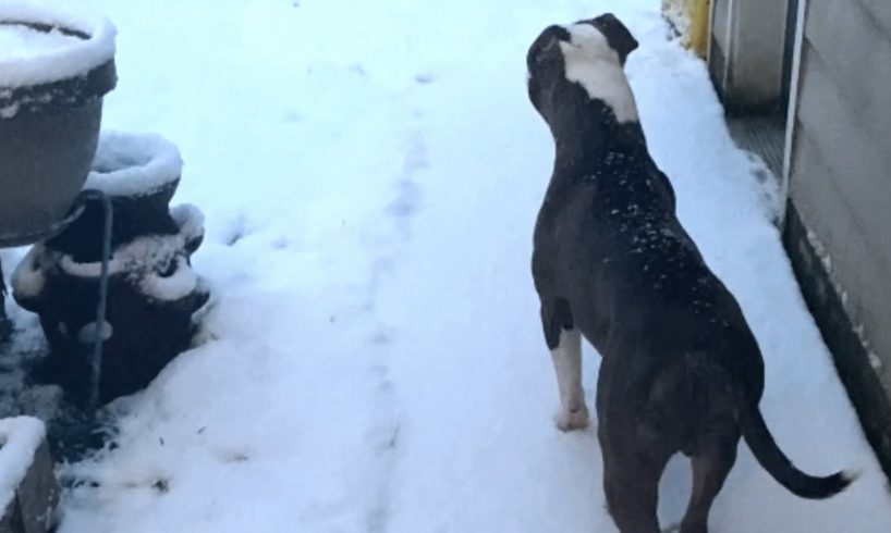 Rescue dog's first reaction to snow is heartbreaking