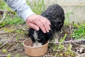 Rescue the dog abandoned by relatives because it is too old and weak