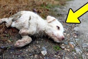 Rescue the poor dog that was abandoned in the cold rain