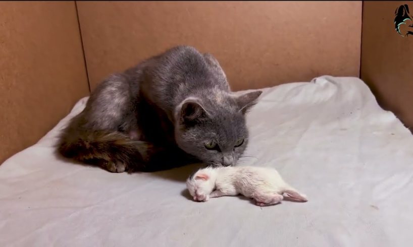 Rescue the poor kitten left in the landfill