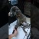 Rescued A Dog From Evil Owner; He Couldn't Even Stand, Look Like A Mere Skeleton With Bones & Skin