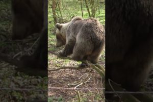 Rescued Bear Luna Invents Her Own "Workout" at BEAR SANCTUARY Müritz | FOUR PAWS USA