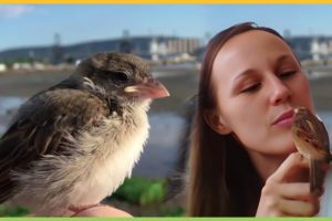 Rescued Sparrow Refuses to be Released