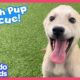 Rescuers Find A Beach Full Of Puppies That Need Saving! | Dodo Kids | Rescued!