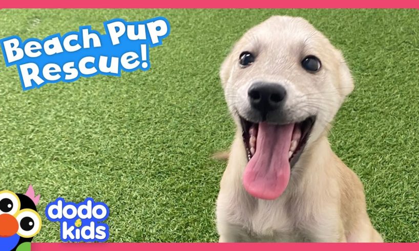 Rescuers Find A Beach Full Of Puppies That Need Saving! | Dodo Kids | Rescued!