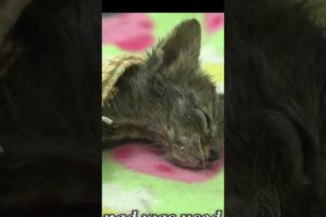 Rescuers Save Dehydrated Kitten Trapped in a Net #shorts #cat #animalrescue #rescue #kitten