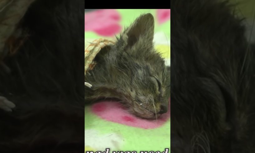 Rescuers Save Dehydrated Kitten Trapped in a Net #shorts #cat #animalrescue #rescue #kitten