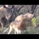 Rhino vs Lion - Who Is The Boss? Funny 😆 Video.