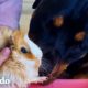 Rottweiler piensa que los conejillos de indias son sus bebés | El Dodo