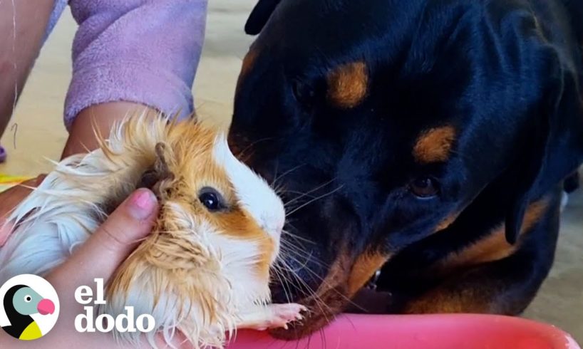 Rottweiler piensa que los conejillos de indias son sus bebés | El Dodo