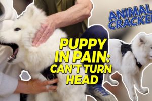 SAMOYED PUPPY SCREAMING WHEN HEAD TURNS 😱 ANIMAL CHIROPRACTOR TO THE RESCUE!