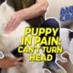 SAMOYED PUPPY SCREAMING WHEN HEAD TURNS 😱 ANIMAL CHIROPRACTOR TO THE RESCUE!