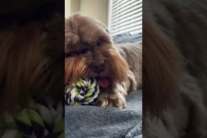 Saturday mood | shorkie dog | red nose Shorkie puppy | cutest pets | fluffy dog | chewing dog funny