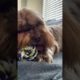 Saturday mood | shorkie dog | red nose Shorkie puppy | cutest pets | fluffy dog | chewing dog funny