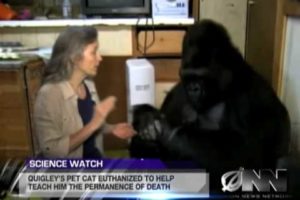 Scientists Successfully Teach Gorilla It Will Die Someday