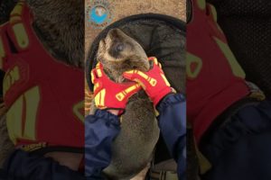 Seal Pup Rescued From Fishing Net #sealrescue #shorts