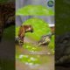 #Shorts Wild Encounters: Crocodiles vs Leopards - Epic Animal Battles in the Jungle 2023