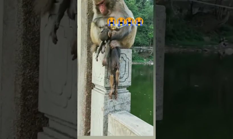 So sad 😭😭😭#monkey #sad#sadmusic#deathlystare