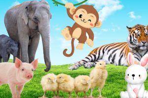 Spot the cutest animals on the planet: rabbits, pigs, monkeys, ducklings,...