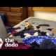 Stray Mama Dog Hid All Her Babies Under A Bed In An Abandoned House | The Dodo