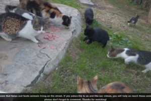 Stray Poor  Cats are very Hungry And Needs Help From People (Animal Rescue 2023)
