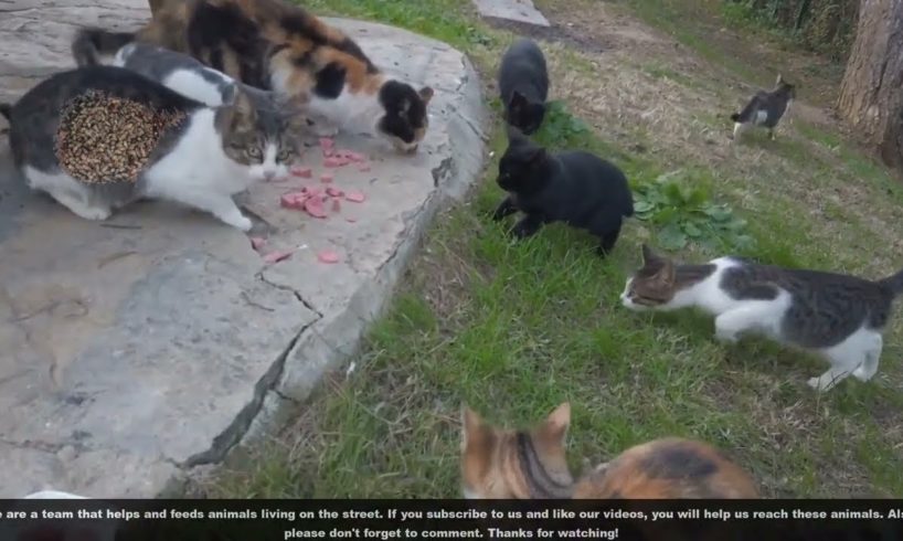 Stray Poor  Cats are very Hungry And Needs Help From People (Animal Rescue 2023)