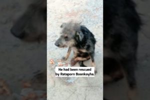 Street dog was found crawling on the street looking for help and food