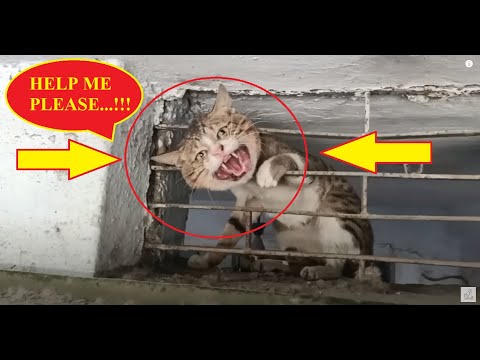 The Cat's Head trapped in Metal Shop Window | "SAVE ME!" Rescue This Dying cat at last moment