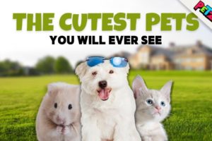 The Cutest Pets Ever!