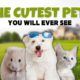The Cutest Pets Ever!