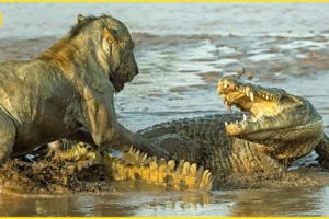 The Greatest Battle In The Animal Kingdom | Lion VS Crocodile