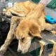 The Tearful Story of The Exhausted Dog Abandoned at 4.AM - Amazing Transformation