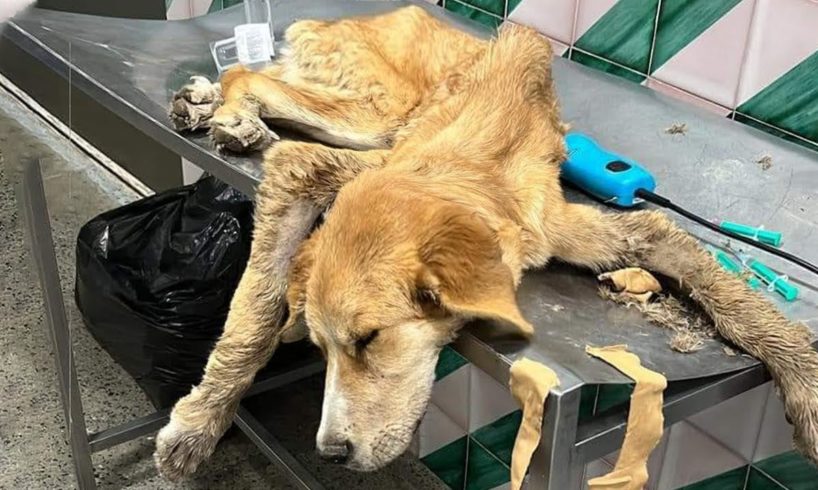The Tearful Story of The Exhausted Dog Abandoned at 4.AM - Amazing Transformation