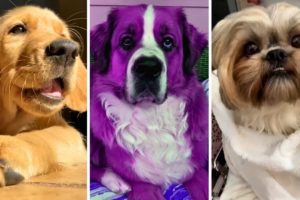 The World of Adorable Fluffy Dogs! 🐶🌟 (Cutest Dogs Compilation)