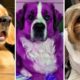 The World of Adorable Fluffy Dogs! 🐶🌟 (Cutest Dogs Compilation)